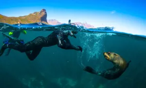 Seal Snorkelling Cape Town, South Africa